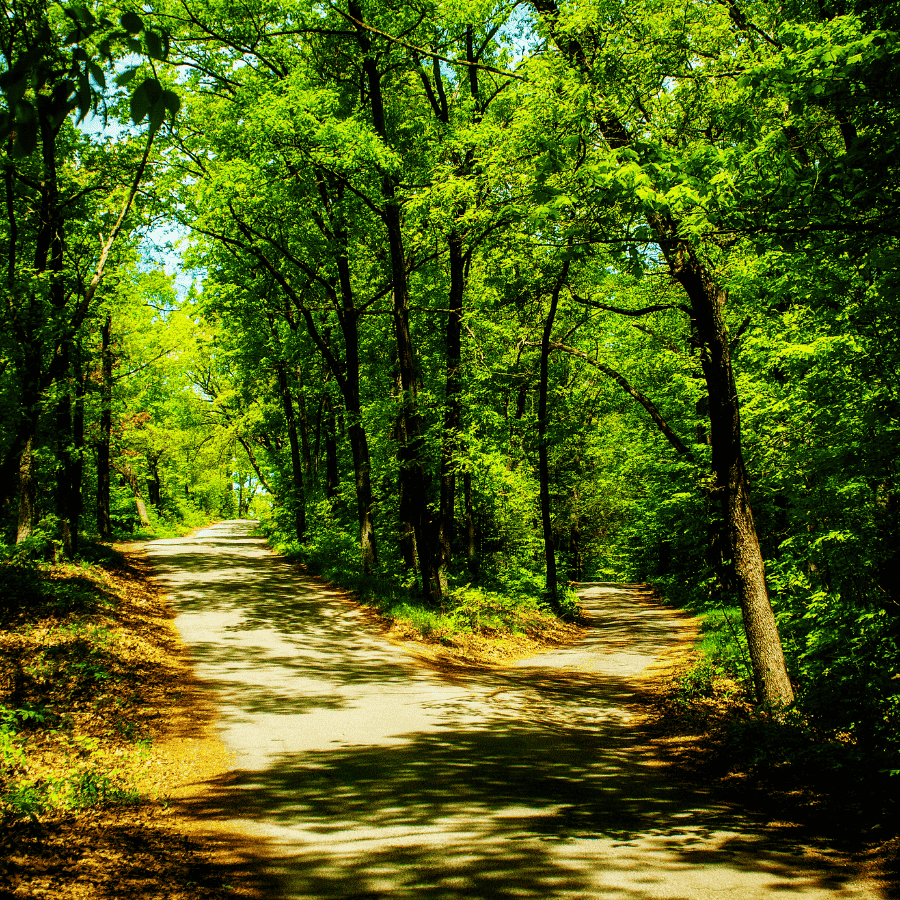 Two roads diverged in a yellow wood, a scenic forest path symbolizing the journey of a wellness coach and sustainable health.